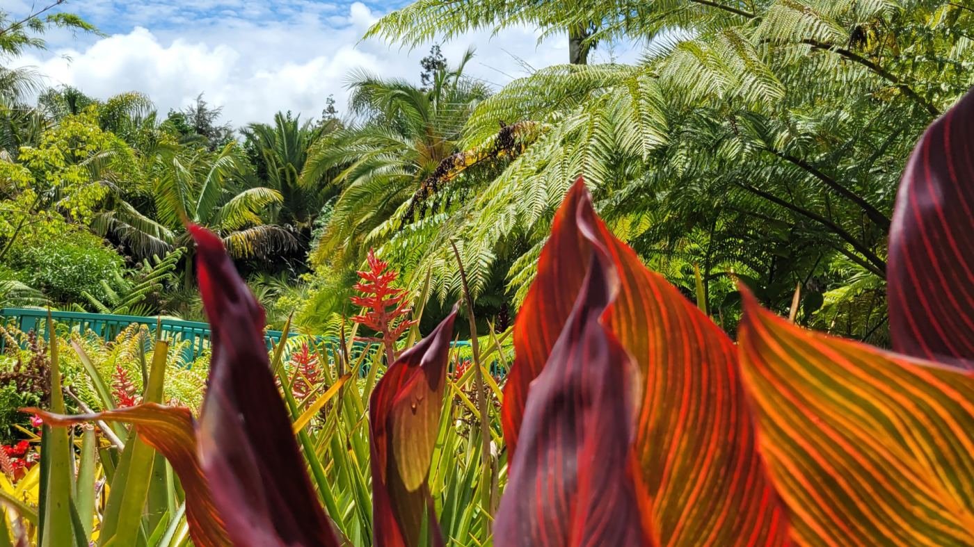 Tropical canna leaves in a New Zealand garden